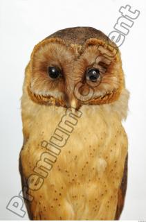 Barn owl - Tyto alba  0053